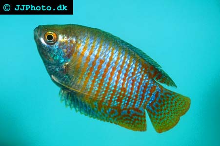 Dwarf gourami