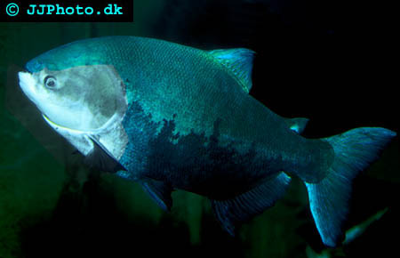 Colossoma macropomum - Black Pacu picture