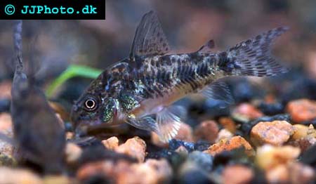 Peppered Corydoras - Corydoras sterbai picture