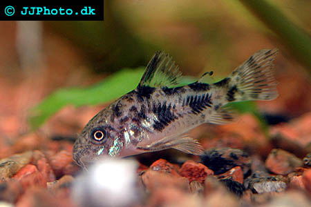 Corydoras paleatus - Peppered Corydoras picture