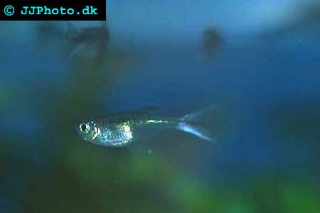 Corynopoma riisei - Swordtail Characin picture