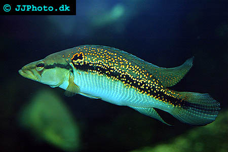 Crenicichla albopunctata picture