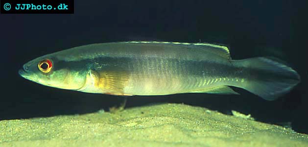 Crenicichla johanna picture