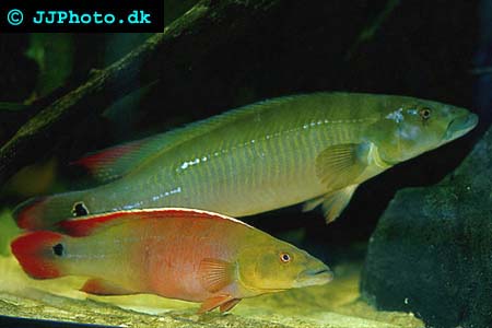 Crenicichla sp xingu 1 picture