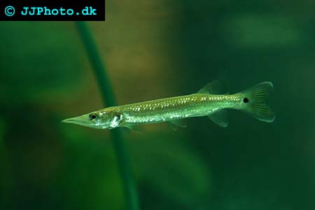 Ctenolucius hujeta - Freshwater Barracuda picture