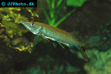 Freshwater Barracuda - Ctenolucius hujeta picture