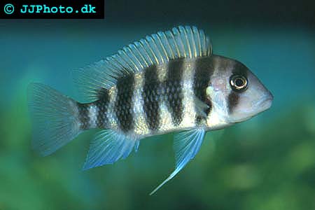 Frontosa or Humphead Cichlid - Cyphotilapia frontosa picture