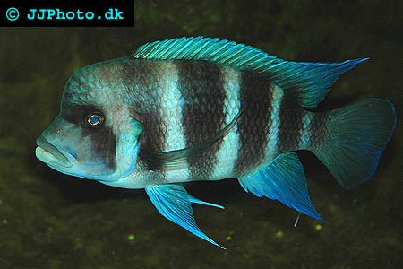Cyphotilapia frontosa - Frontosa or Humphead Cichlid picture