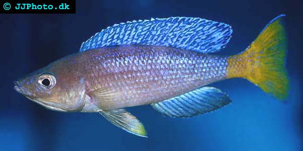 Cyprichromis leptosoma