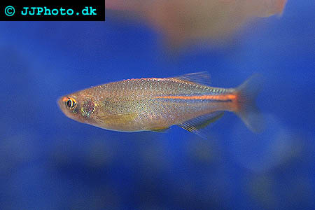 Danio albolineatus - Pearl Danio picture