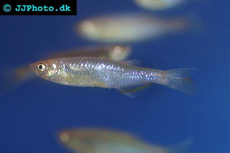 Pearl Danio - Danio albolineatus picture