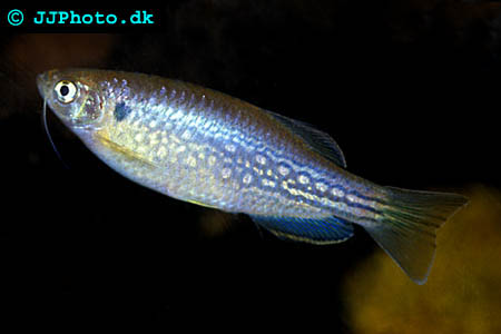 Danio dangila - Olive Danio picture