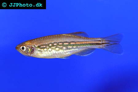 Danio dangila - Moustached Danio picture