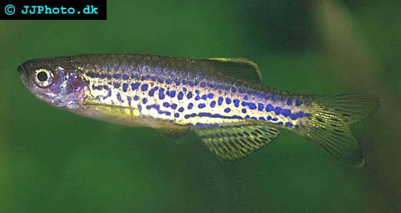 Danio frankei - Leopard Danio picture