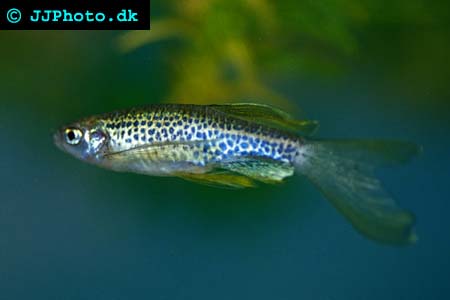 Leopard Danio - Danio frankei picture