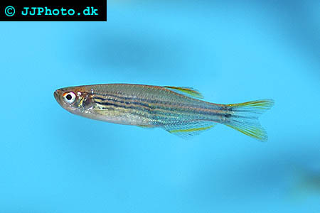 Danio kyathit - Orange Finned Danio picture