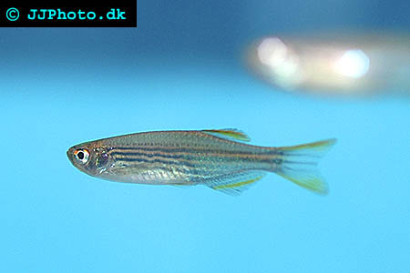 Orange Finned Danio - Danio kyathit picture