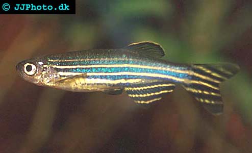 Danio rerio - Zebra Danio picture