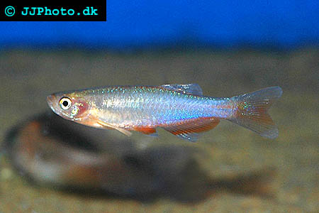 Danio roseus - Rose Danio picture