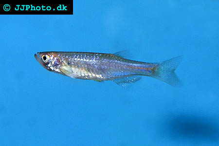 Danio roseus - Rose Danio picture