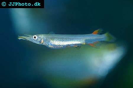 Dermogenys pusilla - Halfbeak picture