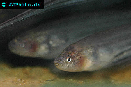 Glass Knifefish - Eigenmannia virescens picture
