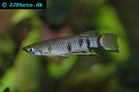 Epiplatys dageti monroviae