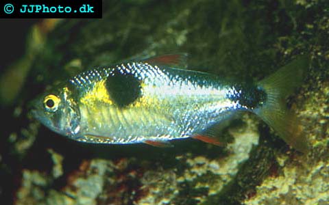 Exodon paradoxus - Bucktoothed Tetra picture