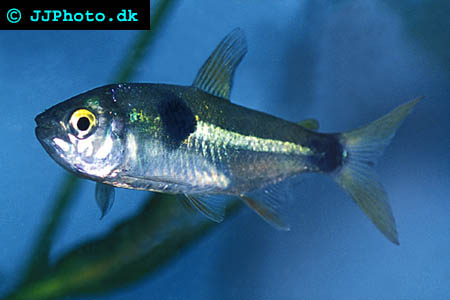 Bucktoothed Tetra - Exodon paradoxus picture