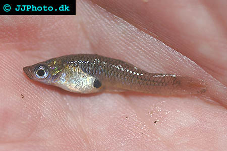 Gambusia affinis - Western Mosquitofish