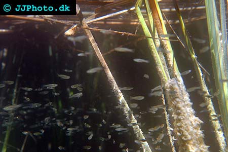 Western Mosquitofish - Gambusia affinis picture