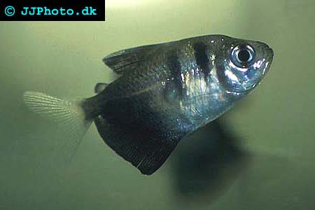 Blackskirt Tetra - Gymnocorymbus ternetzi picture