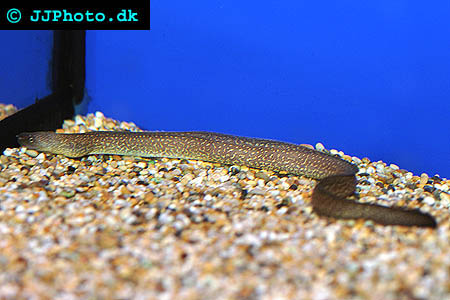  Gymnothorax tile – freshwater moray eel picture