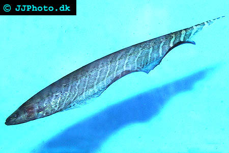 Banded Knife fish - Gymnotus carapo picture