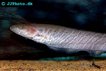Gymnotus carapo  - Banded Knife fish picture