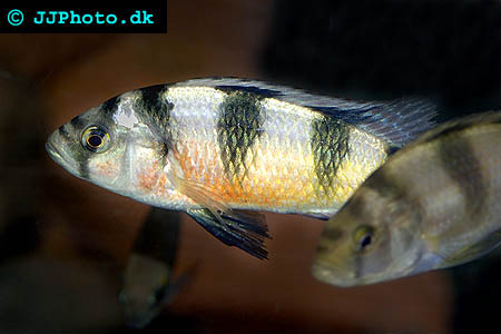 Haplochromis latifasciatus