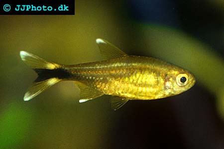 Hasemania nana -  Silvertip Tetra picture