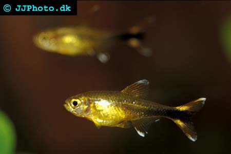 Silvertip Tetra - Hasemania nana picture