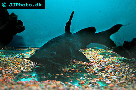 black devil catfish - Hemibagrus wyckii picture