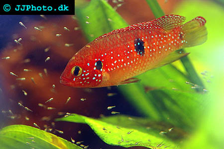 Jewel cichlid - hemichromis bimaculatus