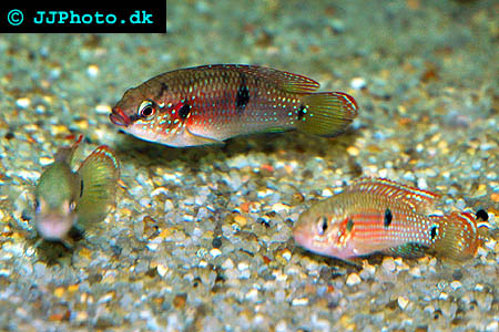 Jeweled cichlid hemichromis bimaculatus