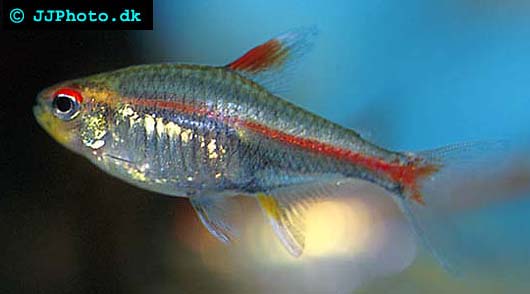 Hemigrammus erythrozonus -  Glowlight  Tetra picture