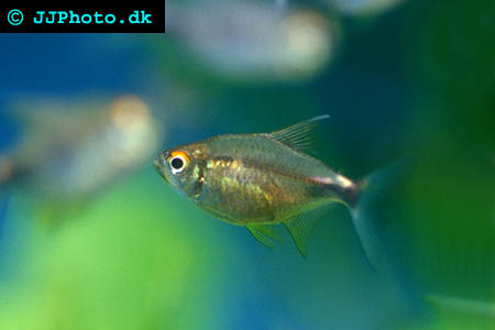 Pretty Tetra - Hemigrammus pulcher picture