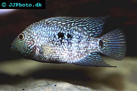 Blue Texas Cichlid