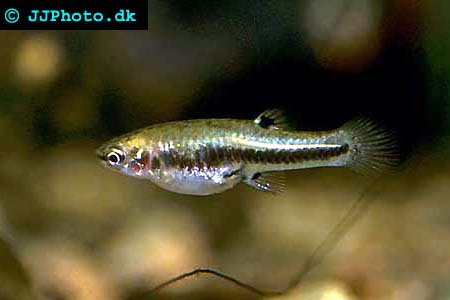 Heterandria formosa - Dwarf Livebearer picture