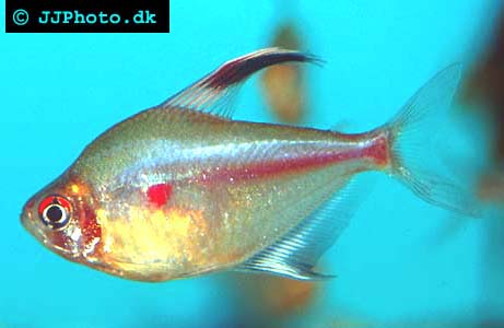 Hyphessobrycon erythrostigma - Bleeding Heart Tetra picture