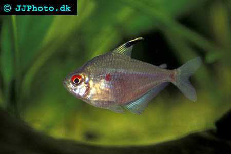 Bleeding Heart Tetra - Hyphessobrycon erythrostigma picture