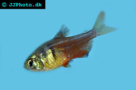 Hyphessobrycon flammeus - Flame Tetra picture