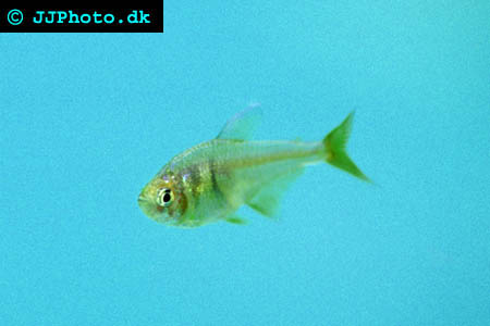 Flame Tetra - Hyphessobrycon flammeus picture