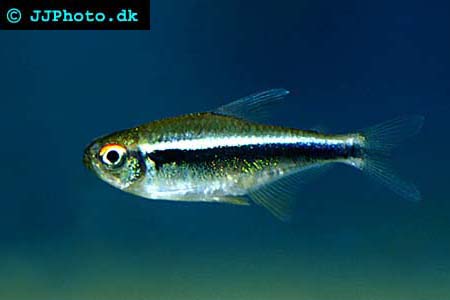 black neon tetra